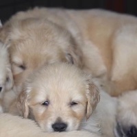 WDGoldens