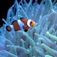 Clownfish