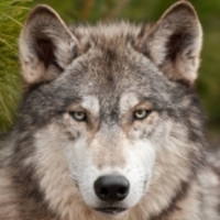 AgWolf