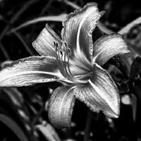 Silverlily