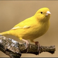 Yellowbird