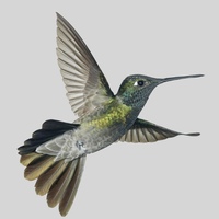 Hummingbird07