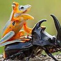 RodeoFrog